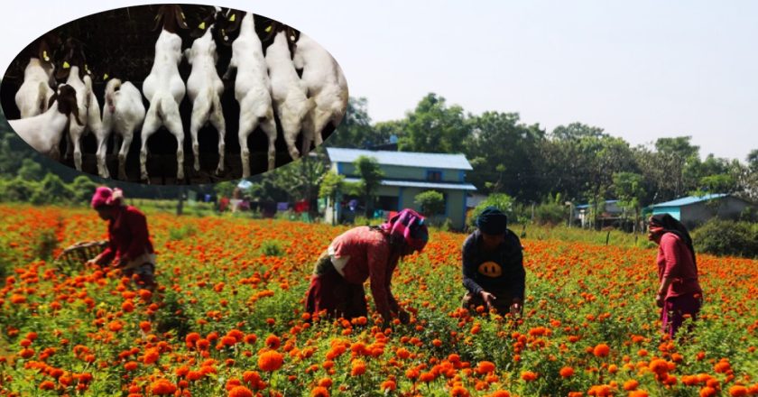 लाखौँ लगानी गरेर रोपेको फूल बाख्रालाई खुवाउँदै